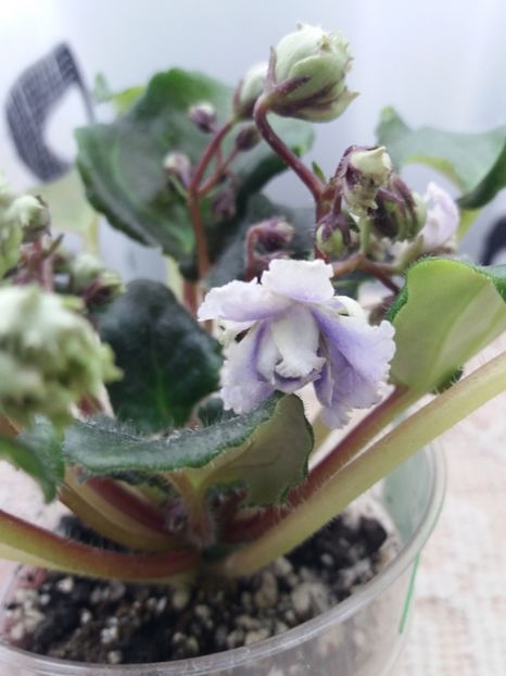 13 mar - ZZ LE Fleur