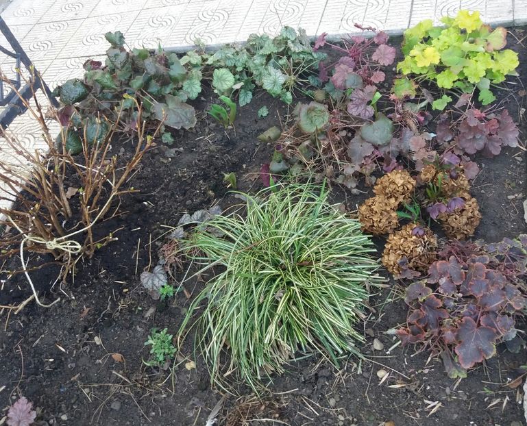 am mai pierdut o heuchera, clematis betty r are multe ramuri - 2018 plantele mele