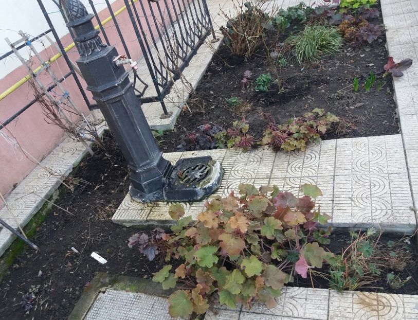 uscate complet, am mai pierdut si un geranium.. :( - 2018 plantele mele