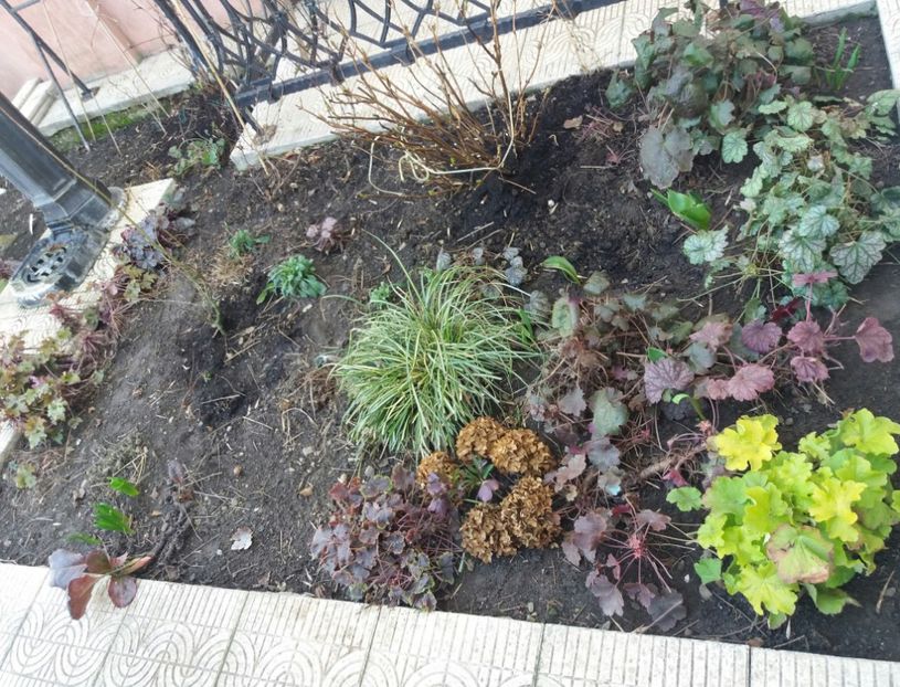 - 2018 plantele mele