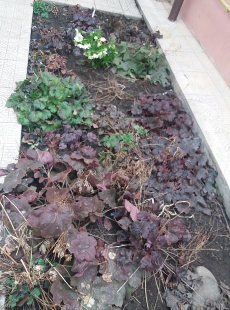 si pe aleea umbrita am mai pierdut 2 heuchera , erau uscate complet.. - 2018 plantele mele