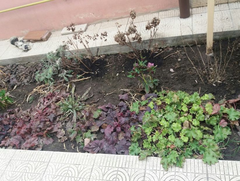  - 2018 plantele mele