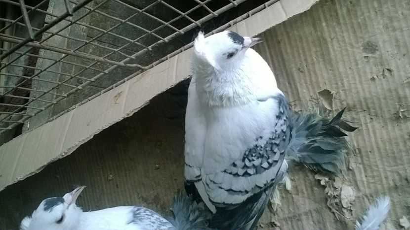  - masculi randunica saxonia