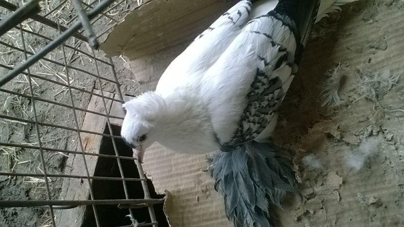  - masculi randunica saxonia