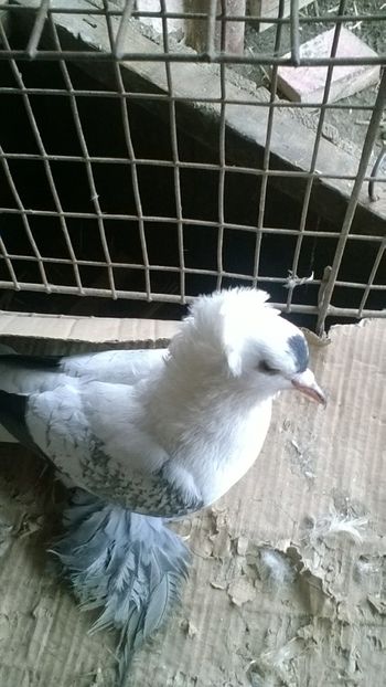  - masculi randunica saxonia