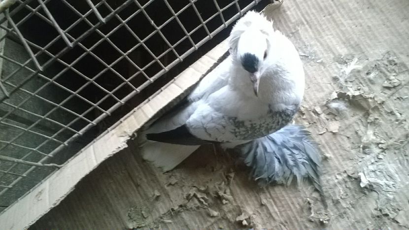  - masculi randunica saxonia