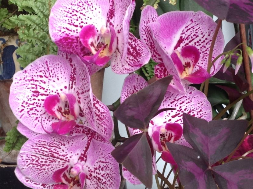  - Phalenopsis ian 2018