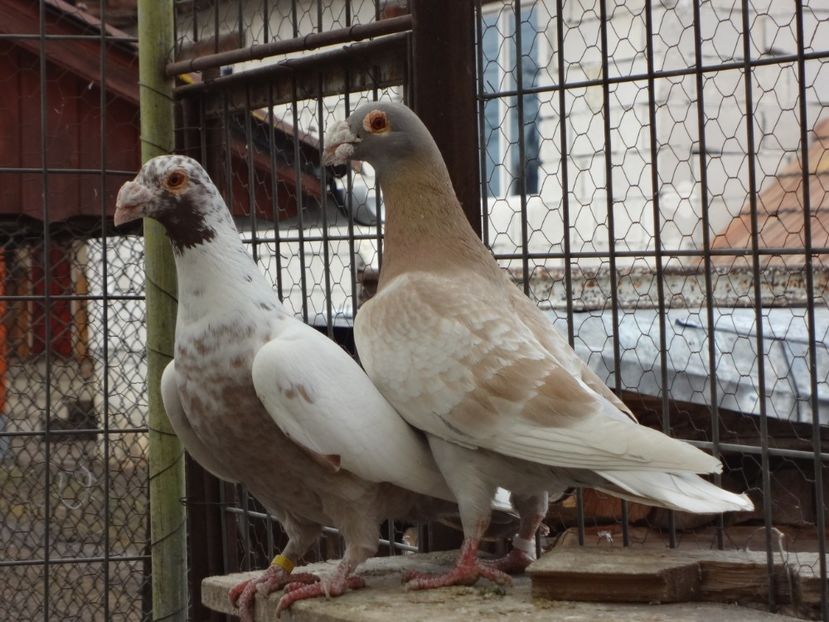 PERECHEA 3. - 05-VOIAJORI STIL VECHI 2016-2020