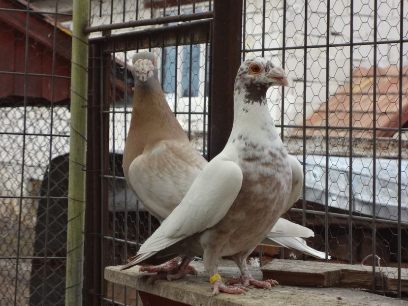 2018 - 05-VOIAJORI STIL VECHI 2016-2020