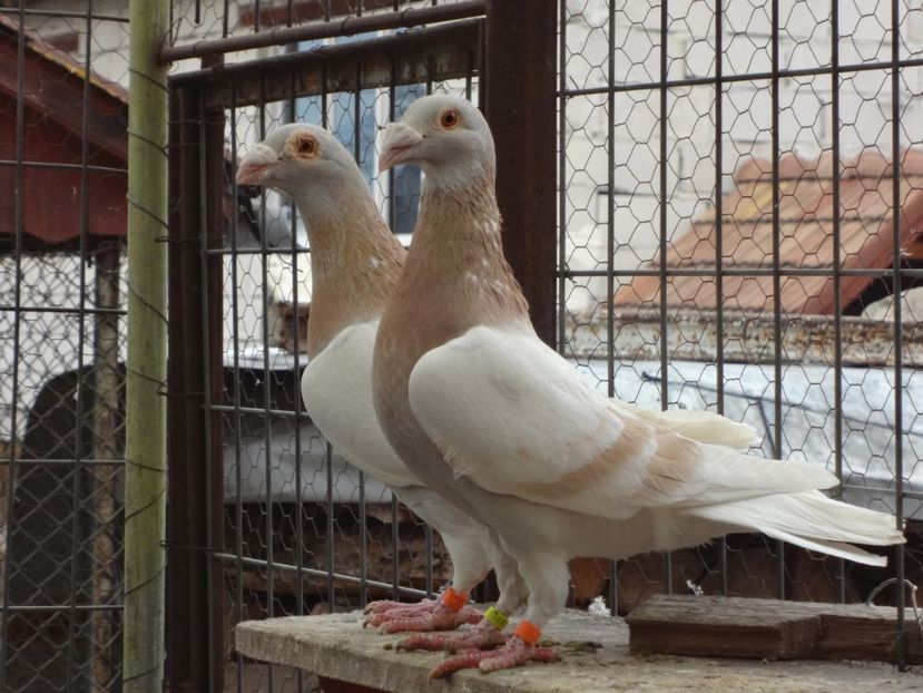 PERECHEA 8. - 05-VOIAJORI STIL VECHI 2016-2020