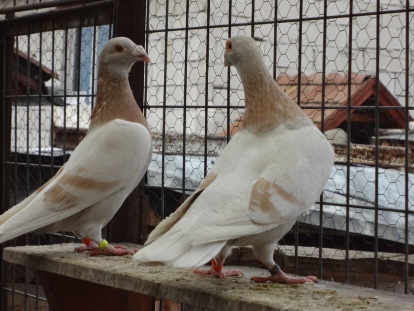  - 05-VOIAJORI STIL VECHI 2016-2020