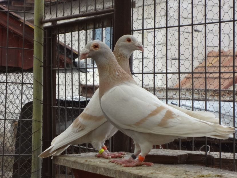 2018 - 05-VOIAJORI STIL VECHI 2016-2020