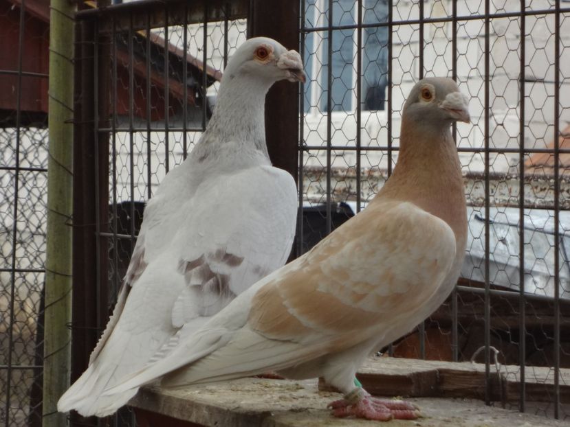 PERECHEA 11. - 05-VOIAJORI STIL VECHI 2016-2020