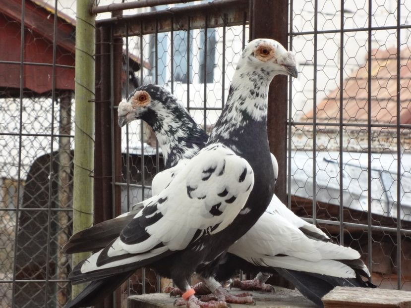  - 05-VOIAJORI STIL VECHI 2016-2020