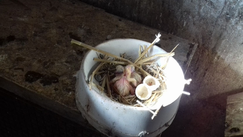  - Porumbei Jucatori de Amara