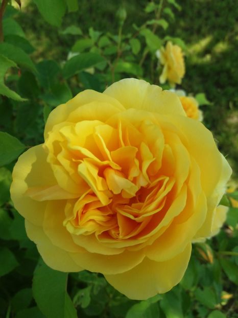 GRAHAM THOMAS - TRANDAFIRII DIN GRADINA