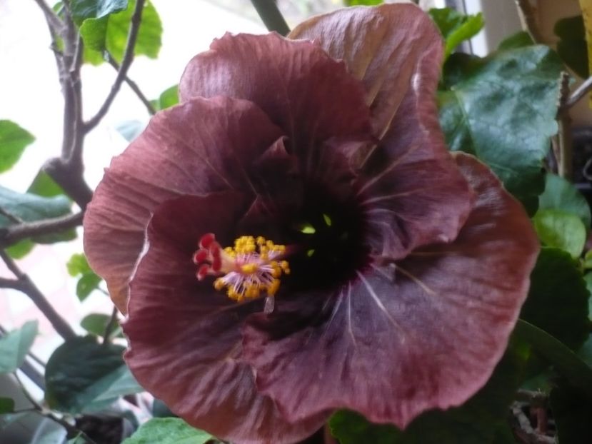 13.03.2018 - HIBISCUSI 2018-1