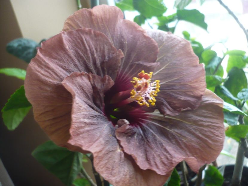 P1360351 - HIBISCUSI 2018-1