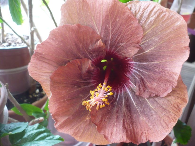 P1360355 - HIBISCUSI 2018-1