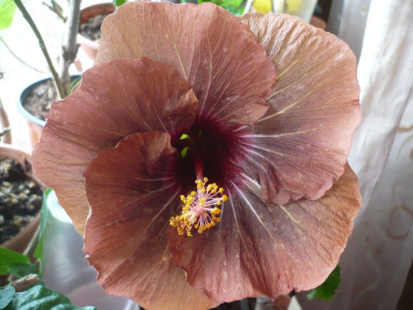 P1360358 - HIBISCUSI 2018-1