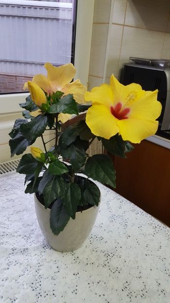 Cum se numeste? - Hibiscus Adonicus Yellow