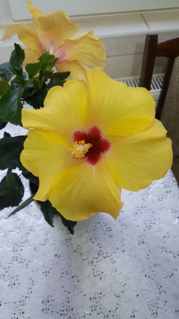  - Hibiscus Adonicus Yellow