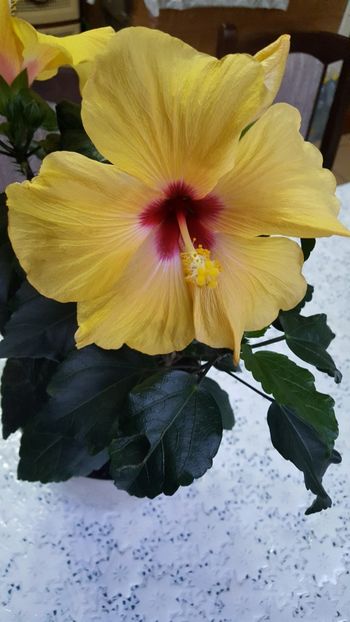  - Hibiscus Adonicus Yellow