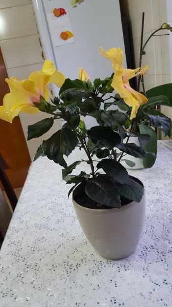  - Hibiscus Adonicus Yellow