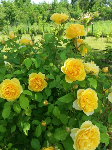 GRAHAM THOMAS - TRANDAFIRII DIN GRADINA