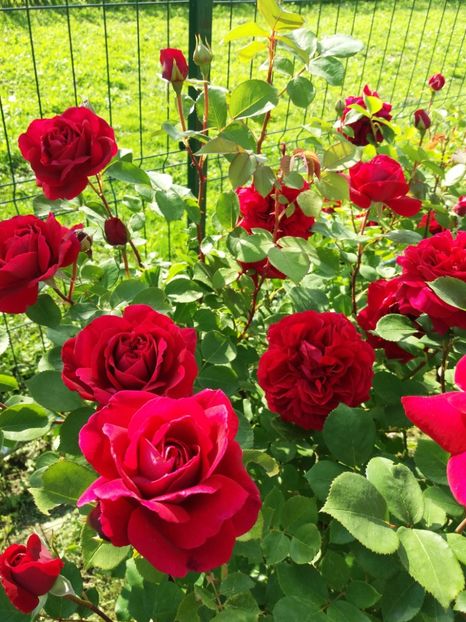 TESS - TRANDAFIRII DIN GRADINA