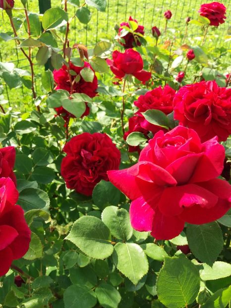 TESS - TRANDAFIRII DIN GRADINA