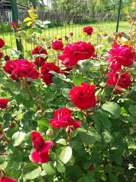 TESS - TRANDAFIRII DIN GRADINA