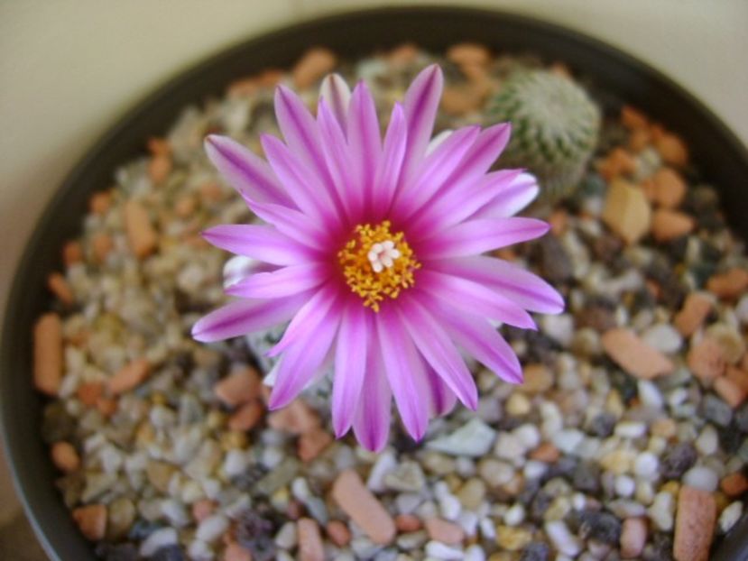 Turbinicarpus pseudopectinatus - Cactusi 2018
