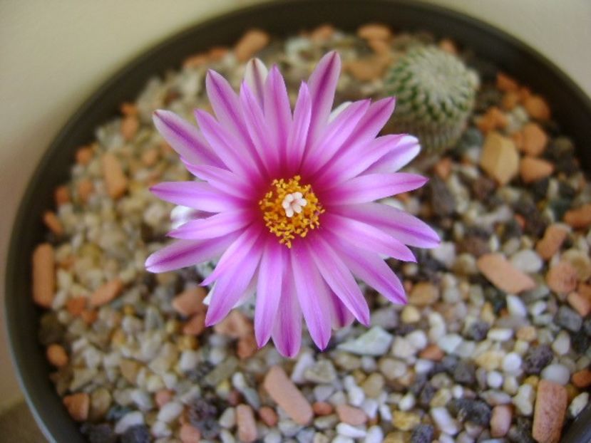 Turbinicarpus pseudopectinatus - Cactusi 2018