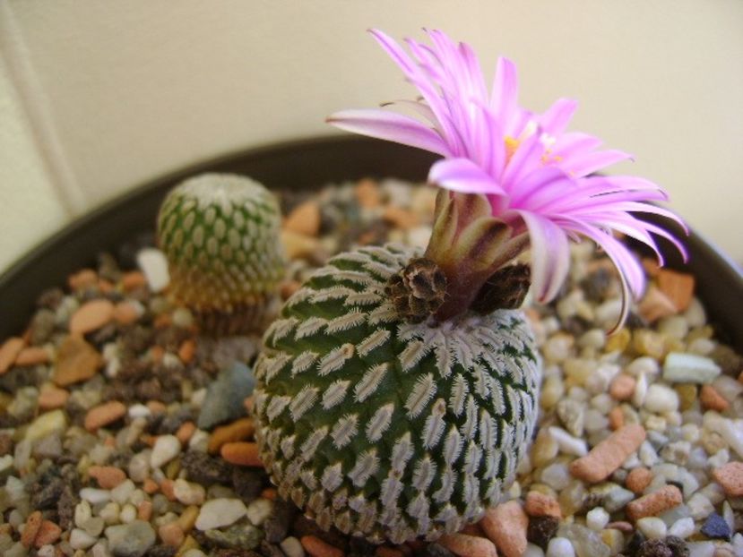 Turbinicarpus pseudopectinatus - Cactusi 2018