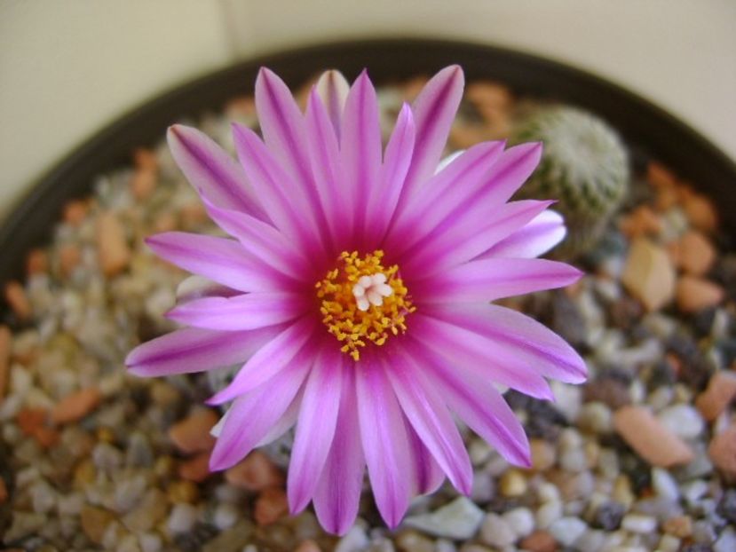 Turbinicarpus pseudopectinatus - Cactusi 2018