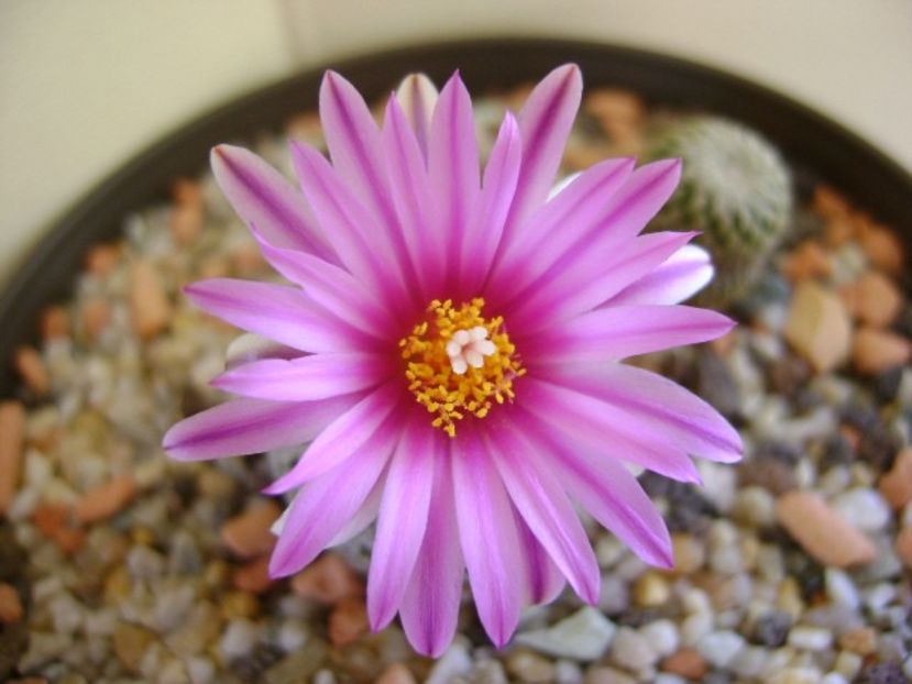 Turbinicarpus pseudopectinatus - Cactusi 2018