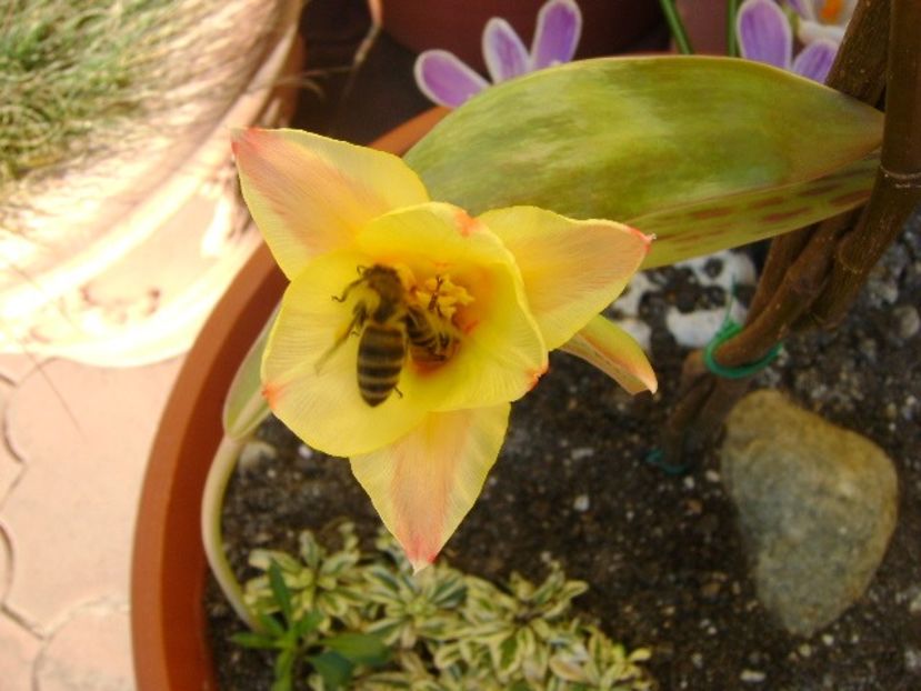 9 mart. 2018: Lalele si crocusi - Flori in plina iarna