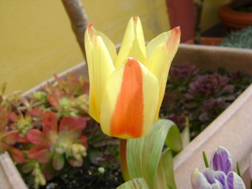 martie 2018 - Lalele si crocusi - Flori in plina iarna