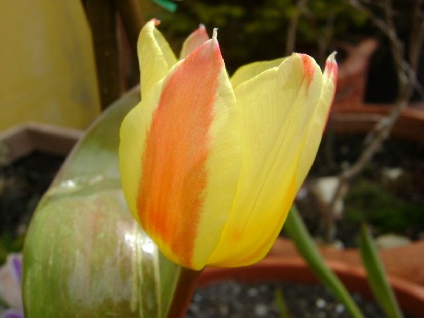 martie 2018 - Lalele si crocusi - Flori in plina iarna