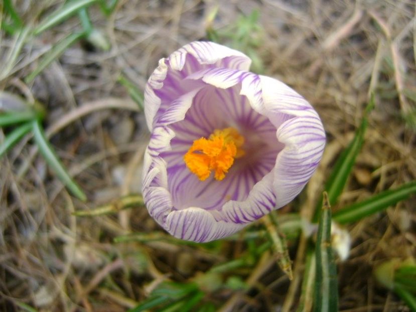 martie 2018 - Lalele si crocusi - Flori in plina iarna