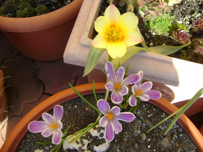 Lalele si crocusi - v Iarna 2016-2017-2018