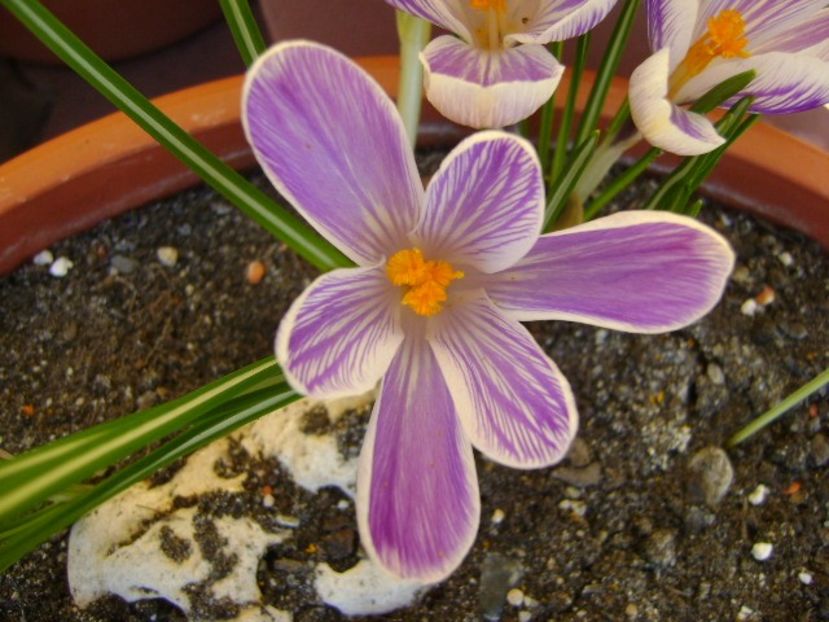 Lalele si crocusi - v Iarna 2016-2017-2018