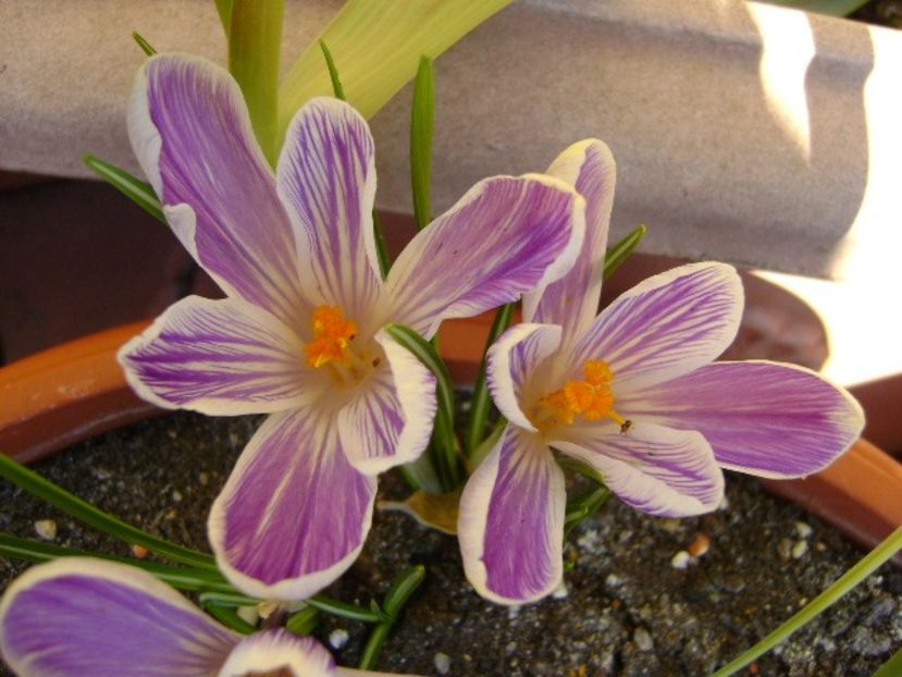 Lalele si crocusi - v Iarna 2016-2017-2018
