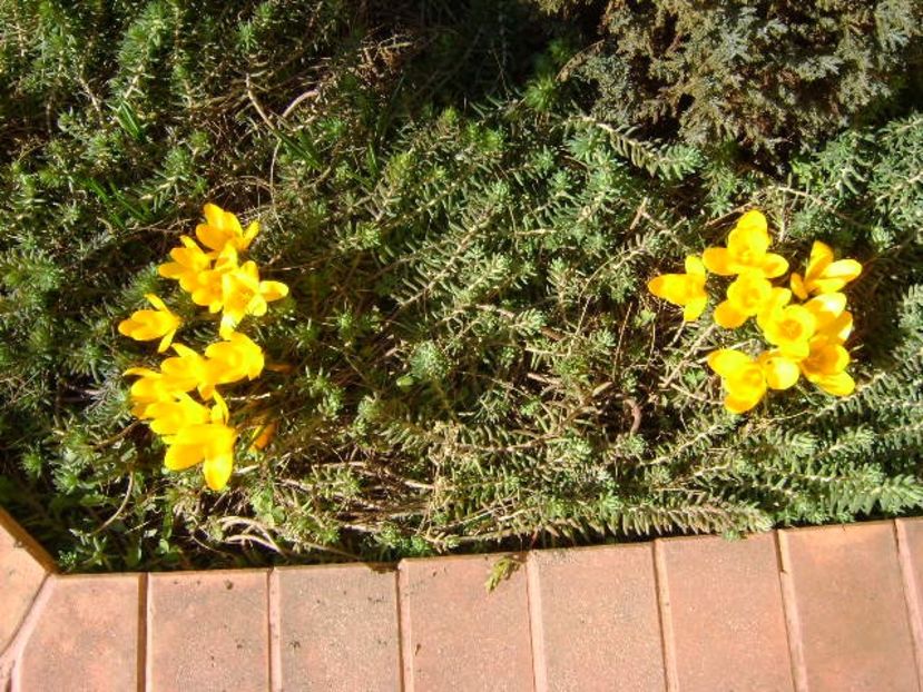 Crocusi - v Iarna 2016-2017-2018