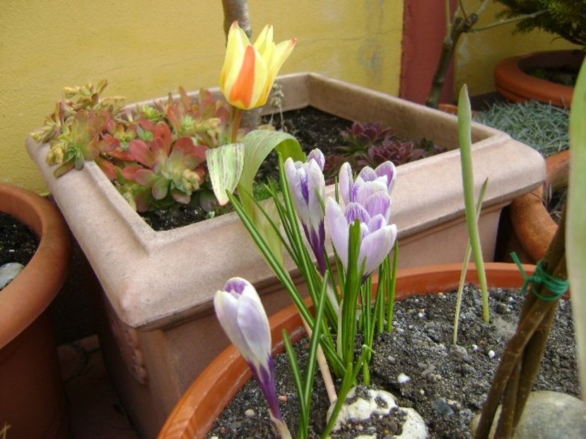 Lalele si crocusi - v Iarna 2016-2017-2018