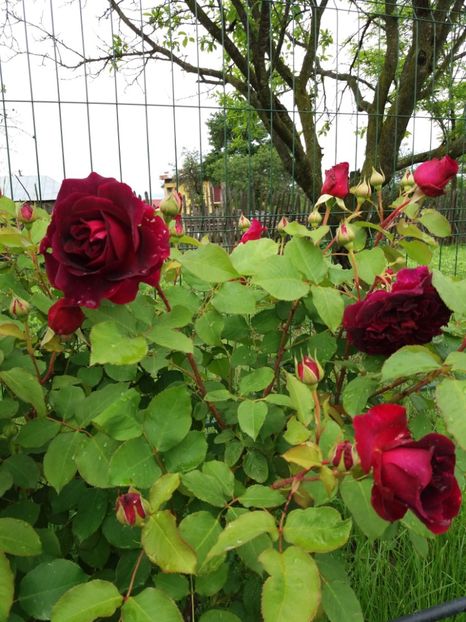 M.U. - TRANDAFIRII DIN GRADINA