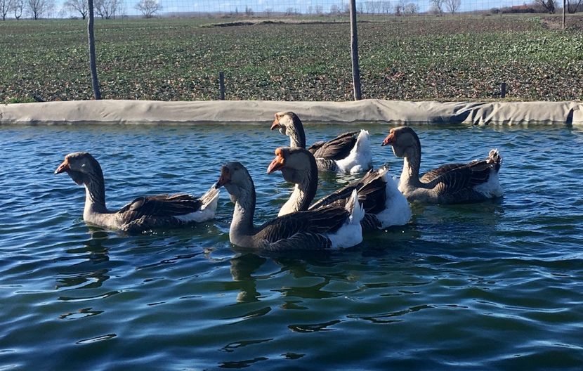 E159046F-40C1-4261-B2D1-DE06C815F4C6 - Cholmogory 2015-16-17-18