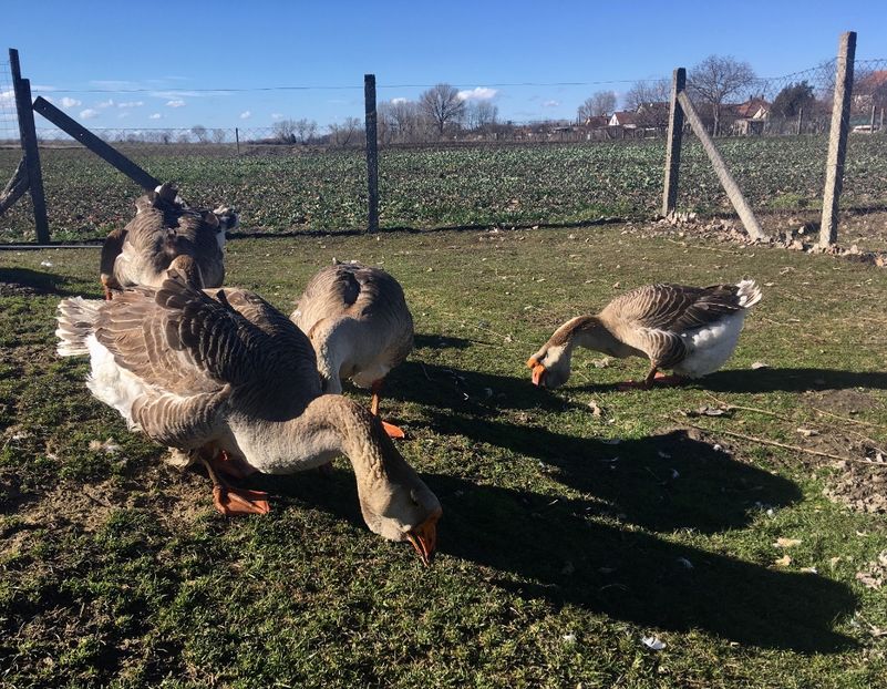 33E8EAB4-8FDE-4278-8498-F9265A2F996C - Cholmogory 2015-16-17-18