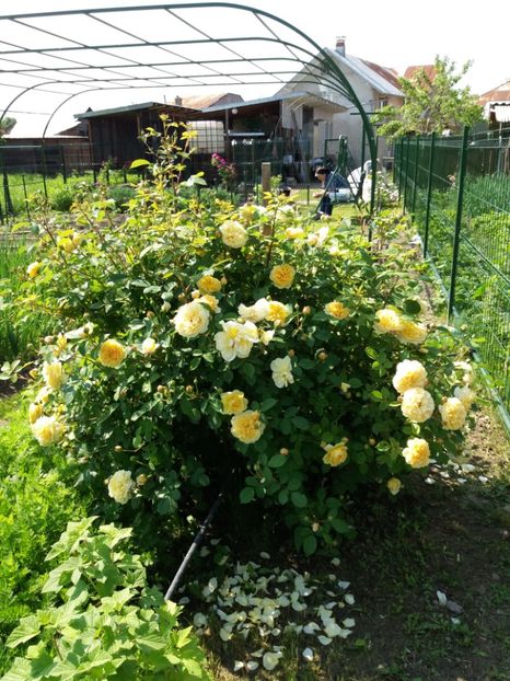  - TRANDAFIRII DIN GRADINA